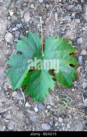 Bianco inusuale varietà di uva detto di essere chiamato gouveio quinta da gaivosa douro portogallo Foto Stock