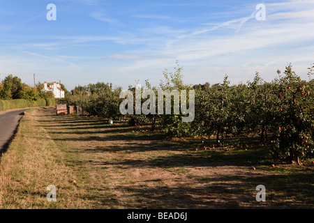 Frutteti di mele in autunno, vicino a Preston, Kent, Regno Unito Foto Stock