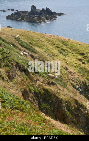 Dh LITTLE SARK SARK isola pecora su seacliff cliff tops Foto Stock