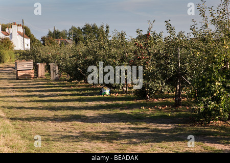 Frutteti di mele in autunno, vicino a Preston, Kent, Regno Unito Foto Stock