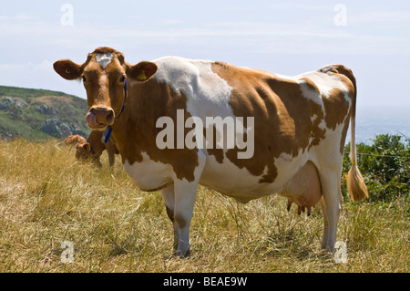 dh Guernsey mucca DI GUERNSEY marrone e bianca mucca di Guernsey allevamento in piedi pedigree allevamento settore rurale uk mucche agricoltura Foto Stock