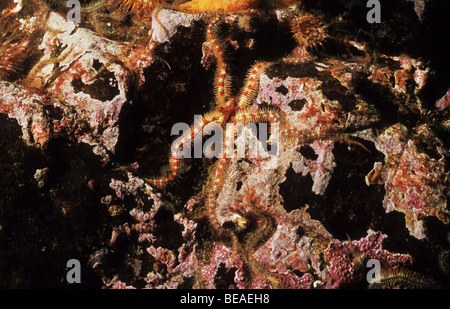 Brittlestars. Gli echinodermi. Abbs st. Berwickshire. Scozia Foto Stock