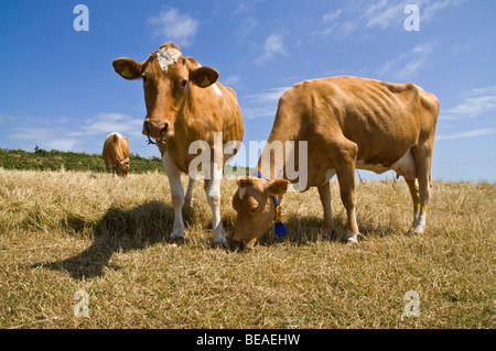 dh Guernsey latte mucche ANIMALE GUERNSEY in stubbled campo latte mungendo due bovini da campagna uk coppia di vacca Guernsey Foto Stock