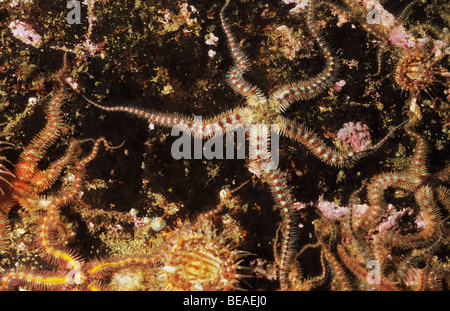 Brittlestars. Gli echinodermi. Abbs st. Berwickshire. Scozia Foto Stock