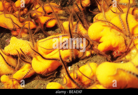 Brittlestars. Gli echinodermi. Abbs st. Berwickshire. Scozia Foto Stock