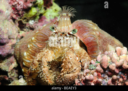 Anemone granchio eremita, Golfo di Aden, Gibuti Foto Stock