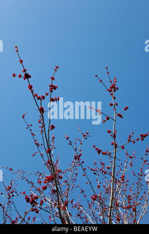 Low angle view of a blossoming cherry trees Foto Stock