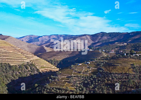 Vigneti vicino a vale de mendiz douro portogallo Foto Stock