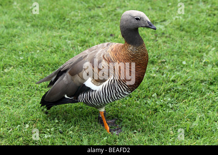 Ashy-headed Goose Chloephaga poliocephala prese a Martin mera WWT, LANCASHIRE REGNO UNITO Foto Stock