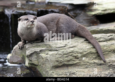 Oriental piccoli artigli Otter Aonyx cinerea prese a Martin mera WWT, LANCASHIRE REGNO UNITO Foto Stock