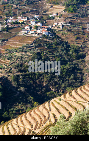 Vista vigneti a Sao Cristovao do Douro Quinta do noval douro portogallo Foto Stock