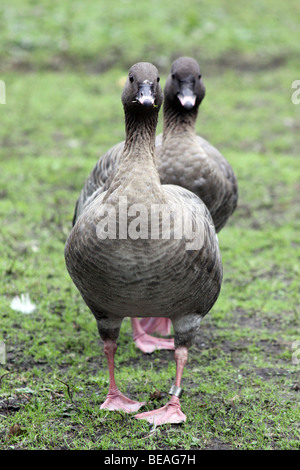 Rosa-footed Goose Anser brachyrhynchus prese a Martin mera WWT, LANCASHIRE REGNO UNITO Foto Stock