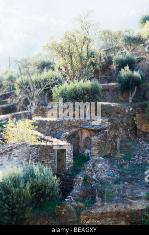 Vigneto hut Quinta do infantado douro portogallo Foto Stock