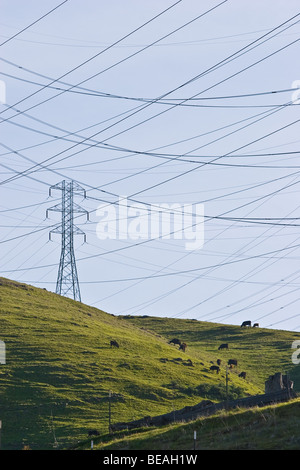 Le linee elettriche taglio attraverso il cielo sopra le colline e le mucche fornendo alimentazione alla griglia Foto Stock