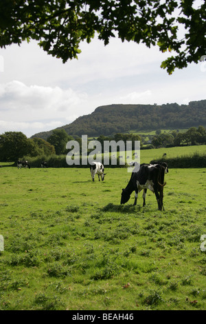 East Cheshire vista rurale di mucche al pascolo in un campo vicino a Congleton, con la collina di Cloud in background. Foto Stock