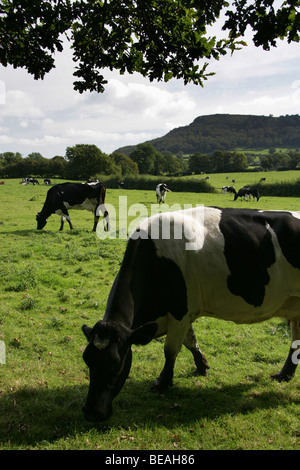 East Cheshire vista rurale di mucche al pascolo in un campo vicino a Congleton, con la collina di Cloud in background. Foto Stock