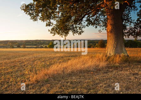 Autunno luce della sera oltre il Kennet Valley in Aldermaston, Berkshire, Regno Unito Foto Stock