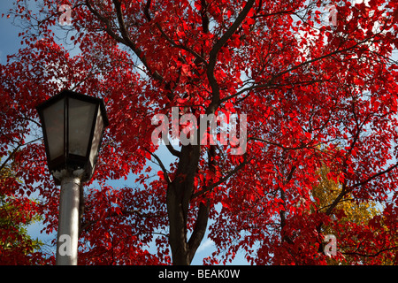 Il colore rosso di autunno - un albero con foglie rosse nel parco della città Foto Stock