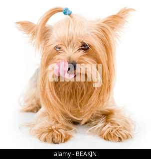 Yorkshire terrier cane con la lingua fuori Foto Stock