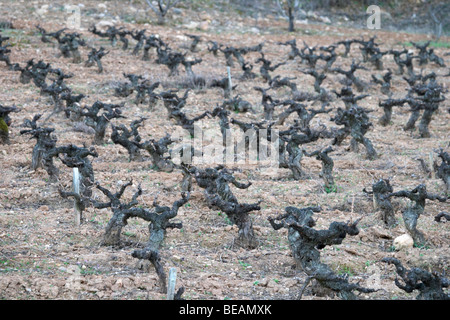 Vigna vecchia vigna gobelet addestrato sabbioso suoli ghiaiosi Bodega Agribergidum, fare Bierzo, Pieros-Cacabelos spagna Castiglia e Leon Foto Stock