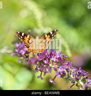 In prossimità di una farfalla monarca sulla boccola a farfalla Foto Stock
