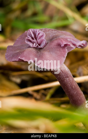 Amethyst Deceiver (Laccaria Amethystea) Foto Stock