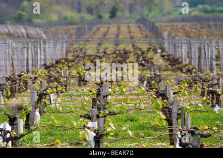 Merlot vigna chateau la garde pessac leognan graves bordeaux francia Foto Stock