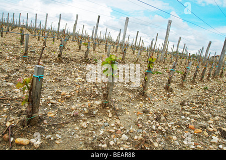 Nuovo densamente piantati vigna 13.500 piante / ettaro sabbioso suoli ghiaiosi chateau la garde pessac leognan graves bordeaux francia Foto Stock