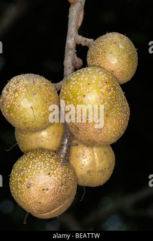 Le capsule di semi dell'Ohio Buckeye tree Foto Stock