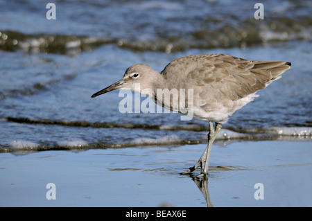 Un uccello di willet- Catoprophorus semipalmatus visto qui in piedi sulla riva Foto Stock