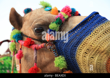 Cammello con colorati abito di testa Foto Stock
