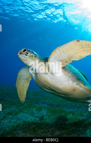 Tartaruga Verde, Chelonia Mydas, Abu Dabbab, Marsa Alam, Mar Rosso, Egitto Foto Stock