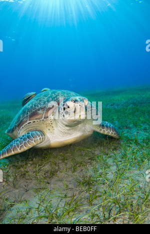 Tartaruga Verde, Chelonia Mydas, Abu Dabbab, Marsa Alam, Mar Rosso, Egitto Foto Stock