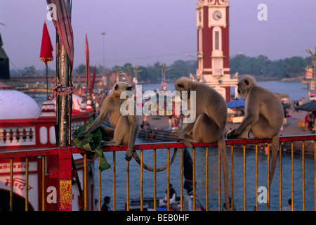 India, Uttarakhand, Haridwar, scimmie Foto Stock