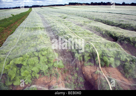 Navoni crescente nel campo sotto protezione di vello, Hollesley, Suffolk, Inghilterra Foto Stock