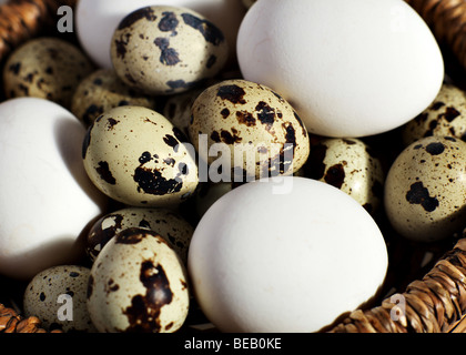 Quaglie uova e uova di gallina in un cesto in rattan. Foto Stock