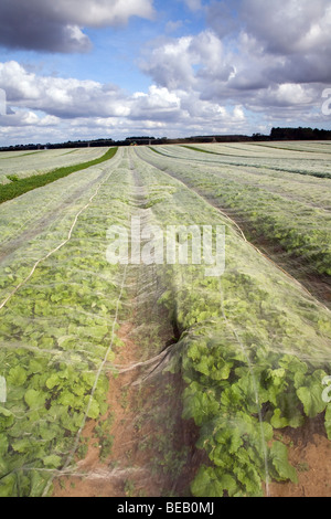 Navoni crescente nel campo sotto protezione di vello, Hollesley, Suffolk, Inghilterra Foto Stock