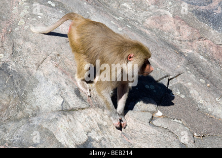 Papio hamadryas Foto Stock