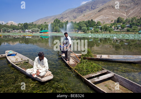 Gli uomini del Kashmir la raccolta delle alghe marine.It viene utilizzato per alimentare le vacche. Manasbal Lago. Il Kashmir. India Foto Stock