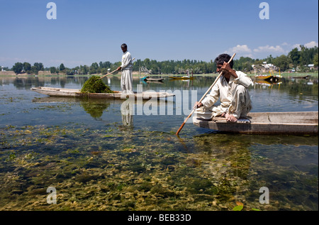 Gli uomini del Kashmir la raccolta di erbe infestanti.It viene utilizzato per alimentare le vacche. Manasbal Lago. Il Kashmir. India Foto Stock