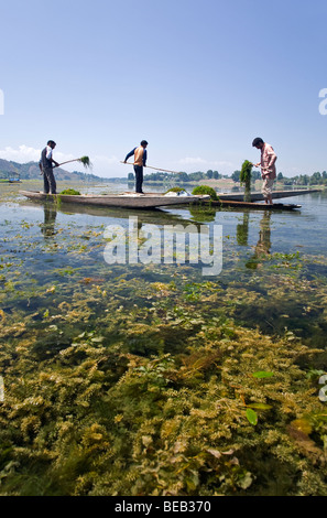 Gli uomini del Kashmir la raccolta di erbe infestanti.It viene utilizzato per alimentare le vacche. Manasbal Lago. Il Kashmir. India Foto Stock