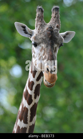 Giraffa somala o reticolato (Giraffa Giraffa camelopardalis reticulata), maschio, ritratto Foto Stock