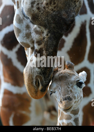 Le Giraffe somalo o traliccio Giraffe (Giraffa camelopardalis reticulata), madre e giovani, 2 settimane di età, contatto di gara Foto Stock