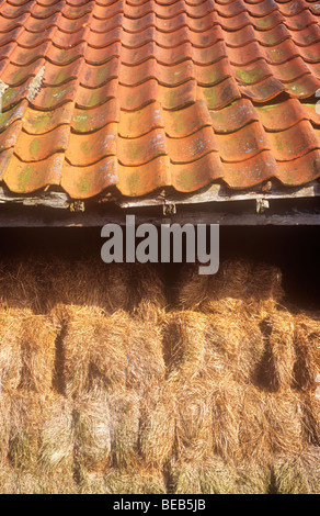 Dettaglio del vecchio fienile con argilla rossa pantile tetto e impilati alta con piccole balle di paglia Foto Stock