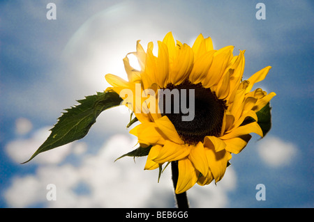 Contre-jour Girasole Foto Stock