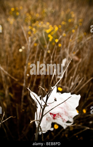 Bianco borsa in plastica catturata su un ramo in un campo aperto Foto Stock