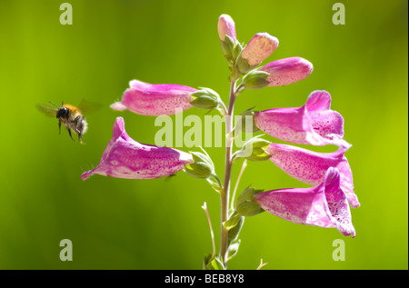 Il miele delle api battenti intorno a un fiore Foto Stock