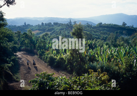 Piantagione Ensett Waka Etiopia Rift Valley in africa Foto Stock