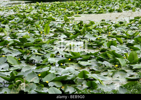 Acqua di colore giallo-lily, Nuphar lutea, Nymphaeaceae. Aka Spatterdock, Mucca Lily, o Stagno giallo-lily. Foto Stock