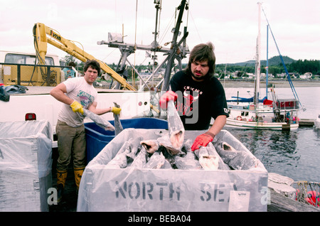 Port Hardy, BC, Isola di Vancouver, British Columbia, Canada, commerciale barca da pesca lo scarico congelati Alaska Merluzzo nero delle catture Foto Stock